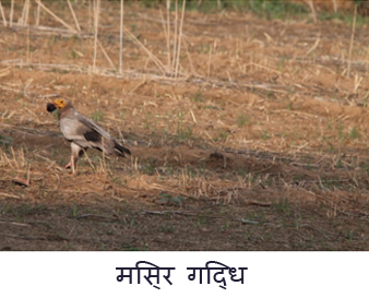 हरियाणा के कालेसर राष्टीय उद्यान में कम हो रही है कई दुर्लभ पक्षियों की प्रजातियां