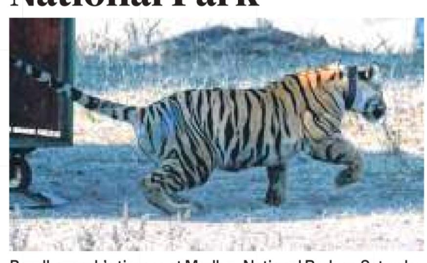 बांधवगढ़ की बाघिन का स्थानांतरण: मध्य प्रदेश–राजस्थान पर्यटन कनेक्टिविटी को नई दिशा