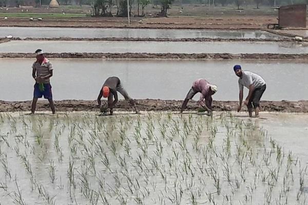 धान की खेती को रोकने से पहले हरियाणा सरकार किसानों न्यूनतम समर्थन मूल्य पर फसल खरीद की गारंटी का कानून बनाए ओर खेतो में नहरी व बरसाती पानी देने कि योजना तैयार करे : भाकियू